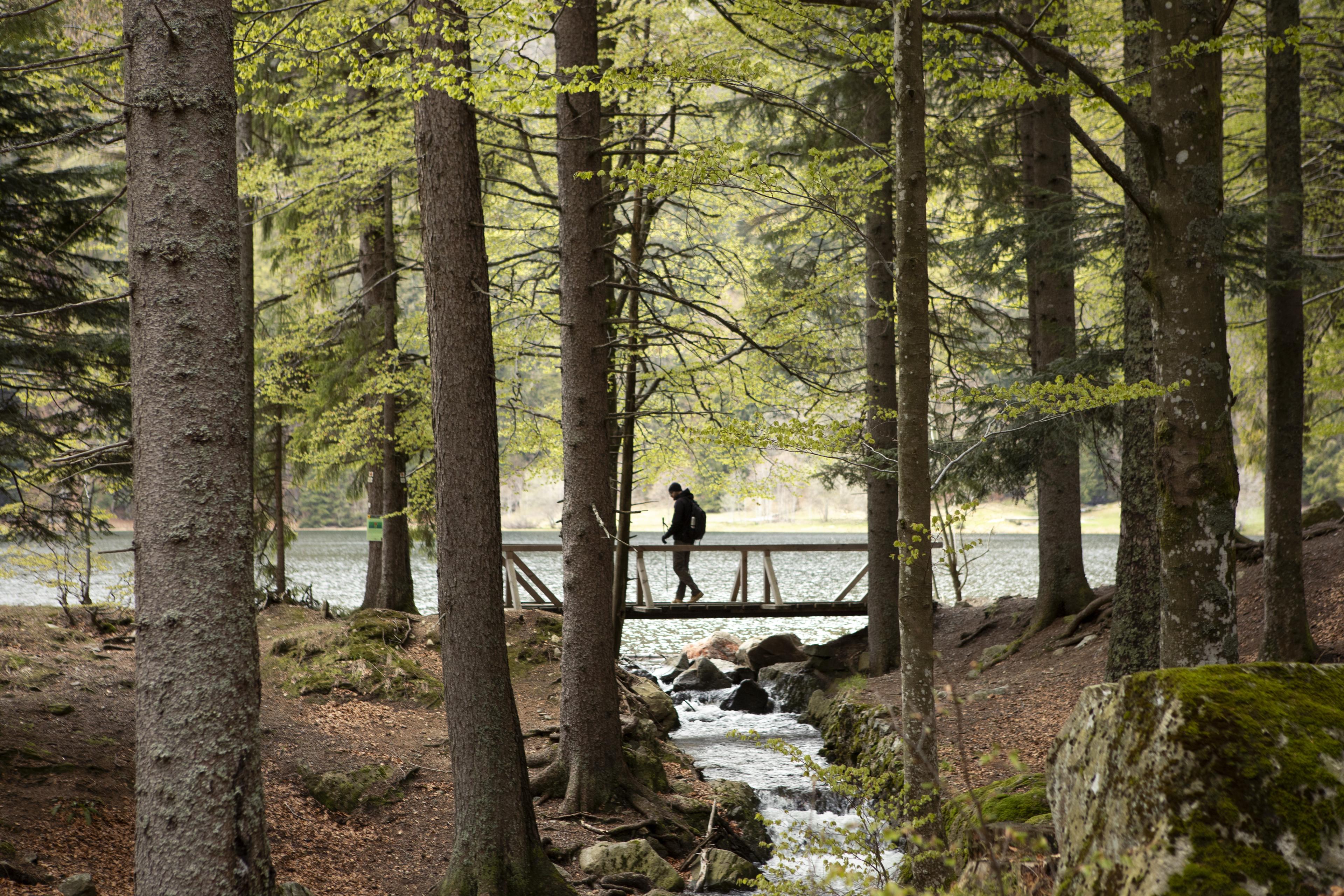 Wanderer auf einer Brücke im Wald