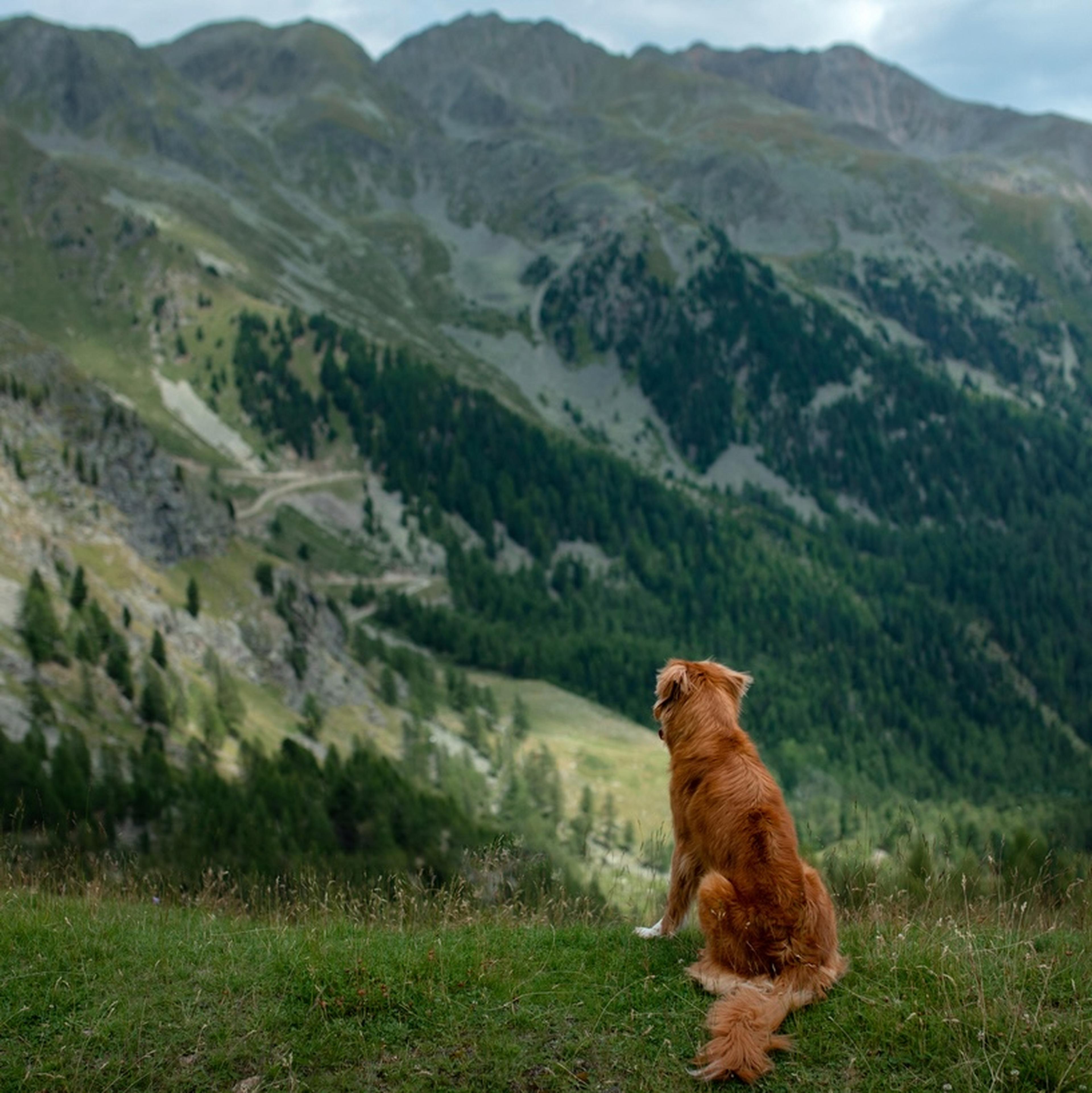 Hund in den Bergen