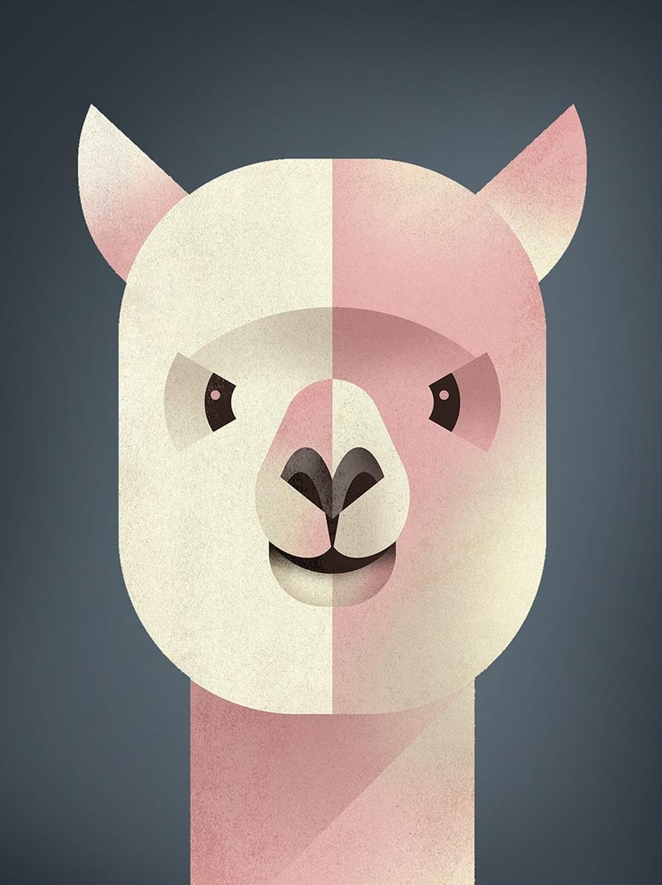 Alpaca
