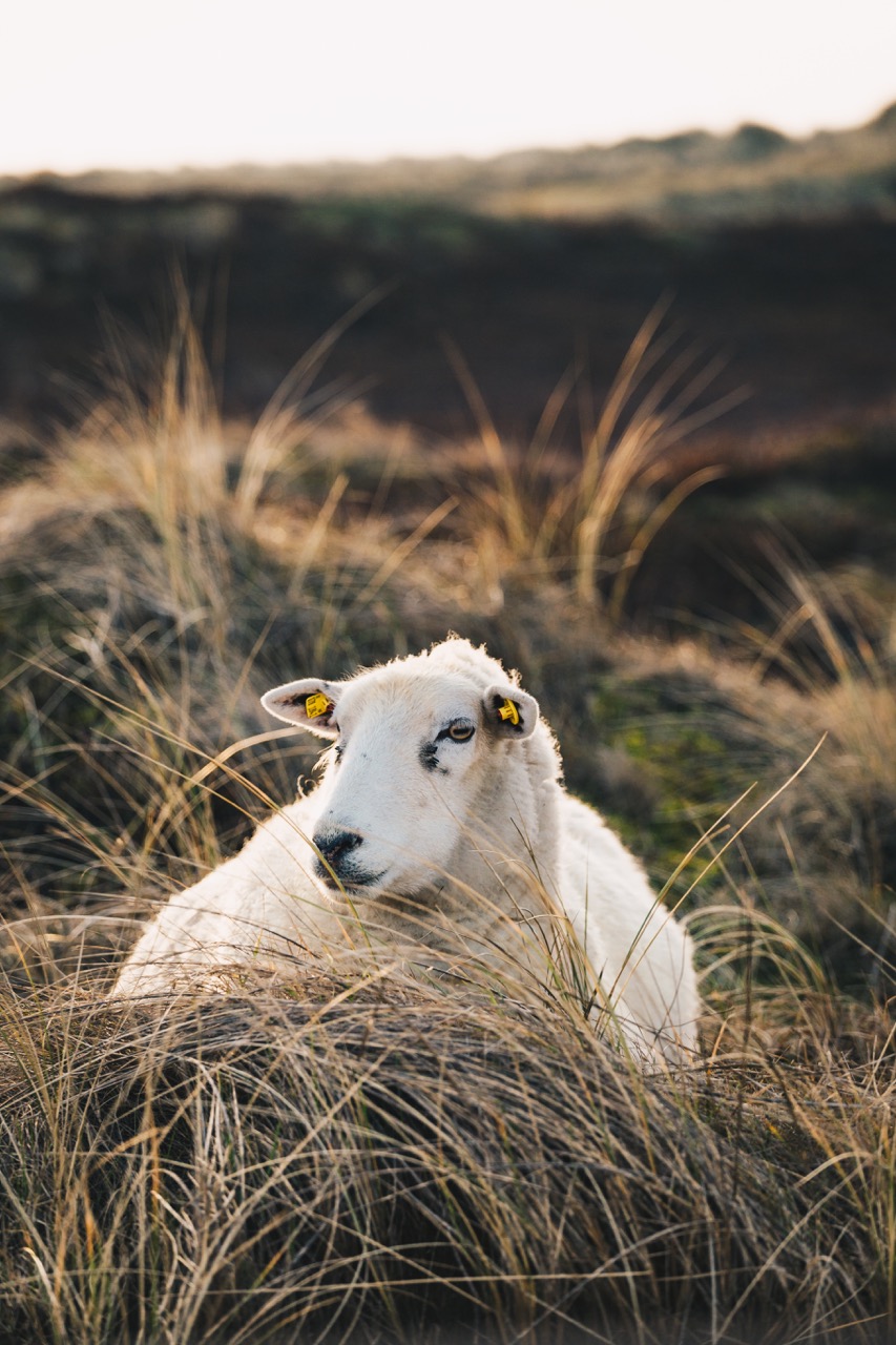 Schaf in Düne