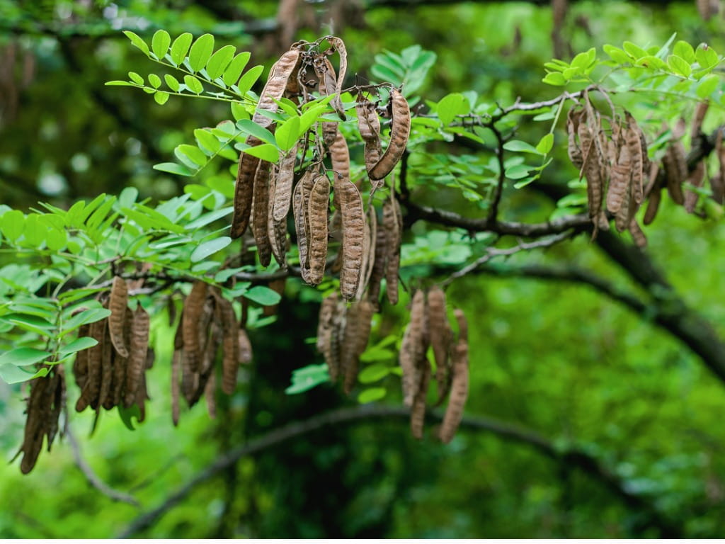 Black Locust Tree Seed Pods