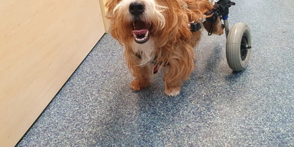 A happy dog with long, shaggy fur uses a wheelchair for its hind legs, standing on a blue speckled floor near a wooden door.