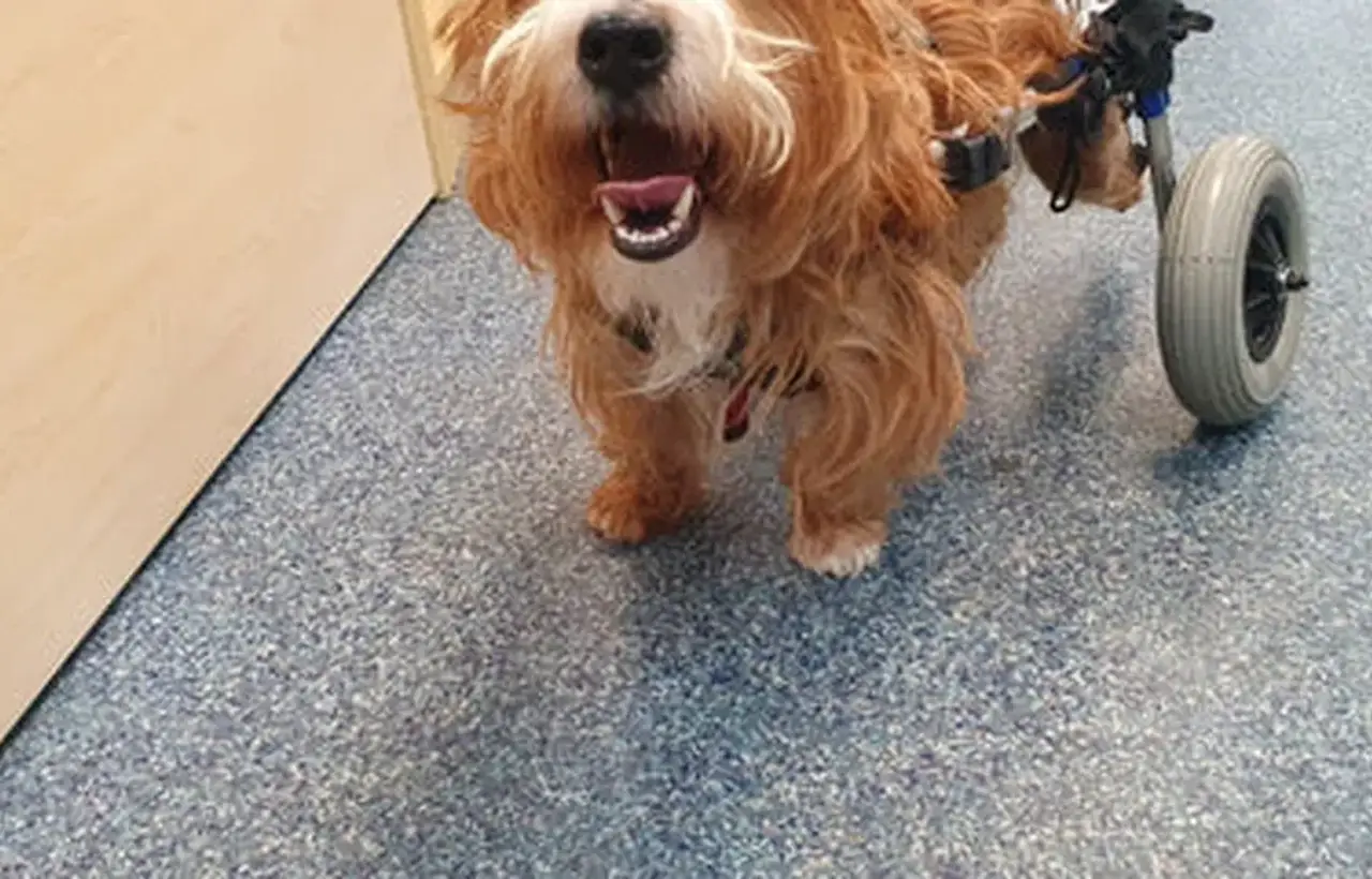 A happy dog with long, shaggy fur uses a wheelchair for its hind legs, standing on a blue speckled floor near a wooden door.