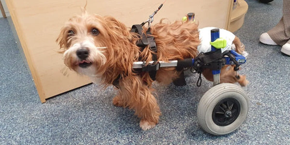 A fluffy brown dog with a wheelchair support is standing indoors, looking to the side with its tongue out.