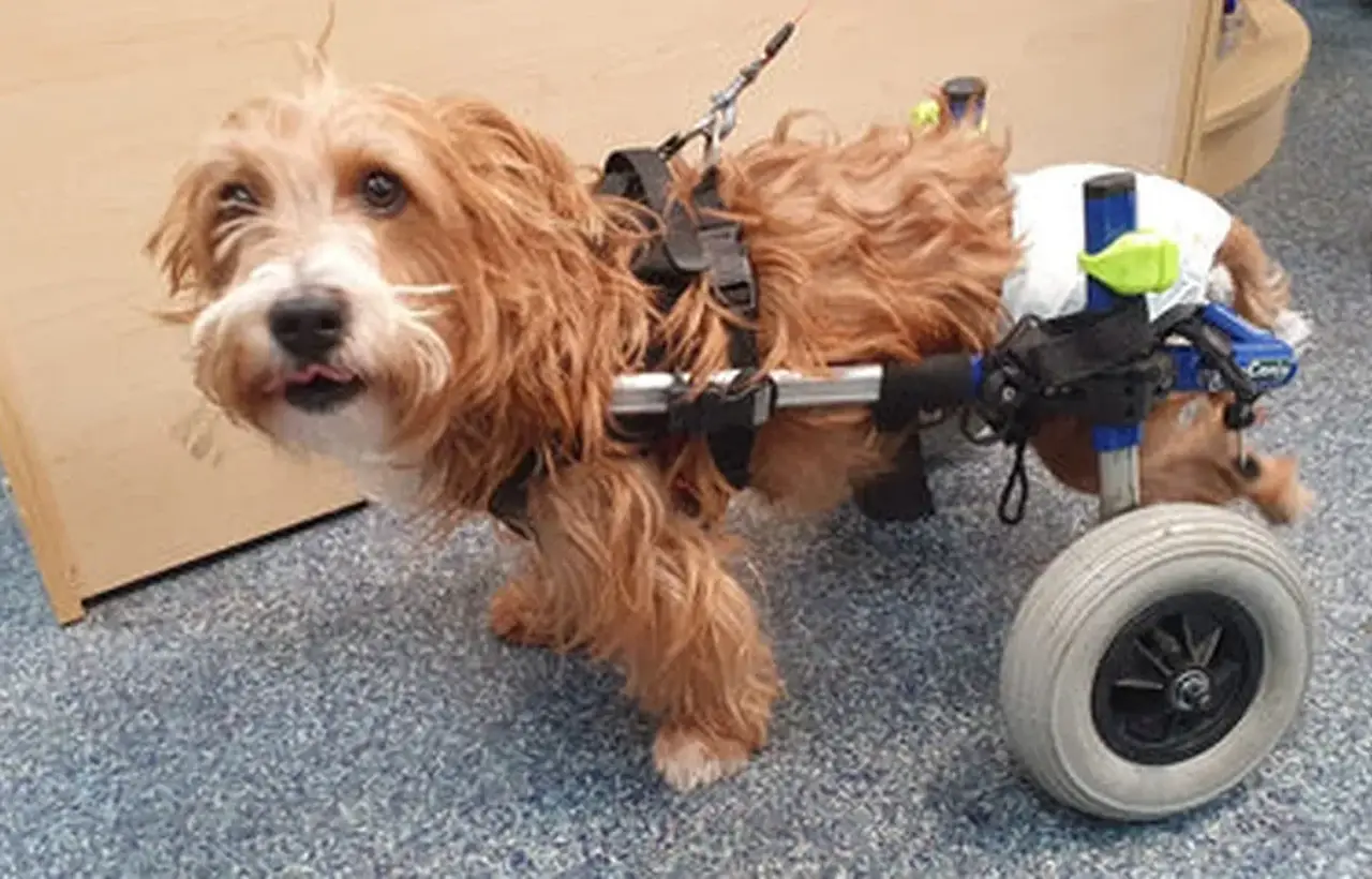 A fluffy brown dog with a wheelchair support is standing indoors, looking to the side with its tongue out.