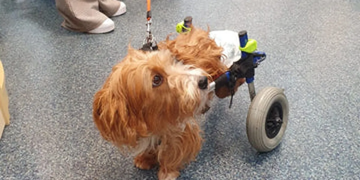 A small, fluffy dog with brown fur uses a wheelchair for its hind legs, standing on a speckled floor with a person nearby.