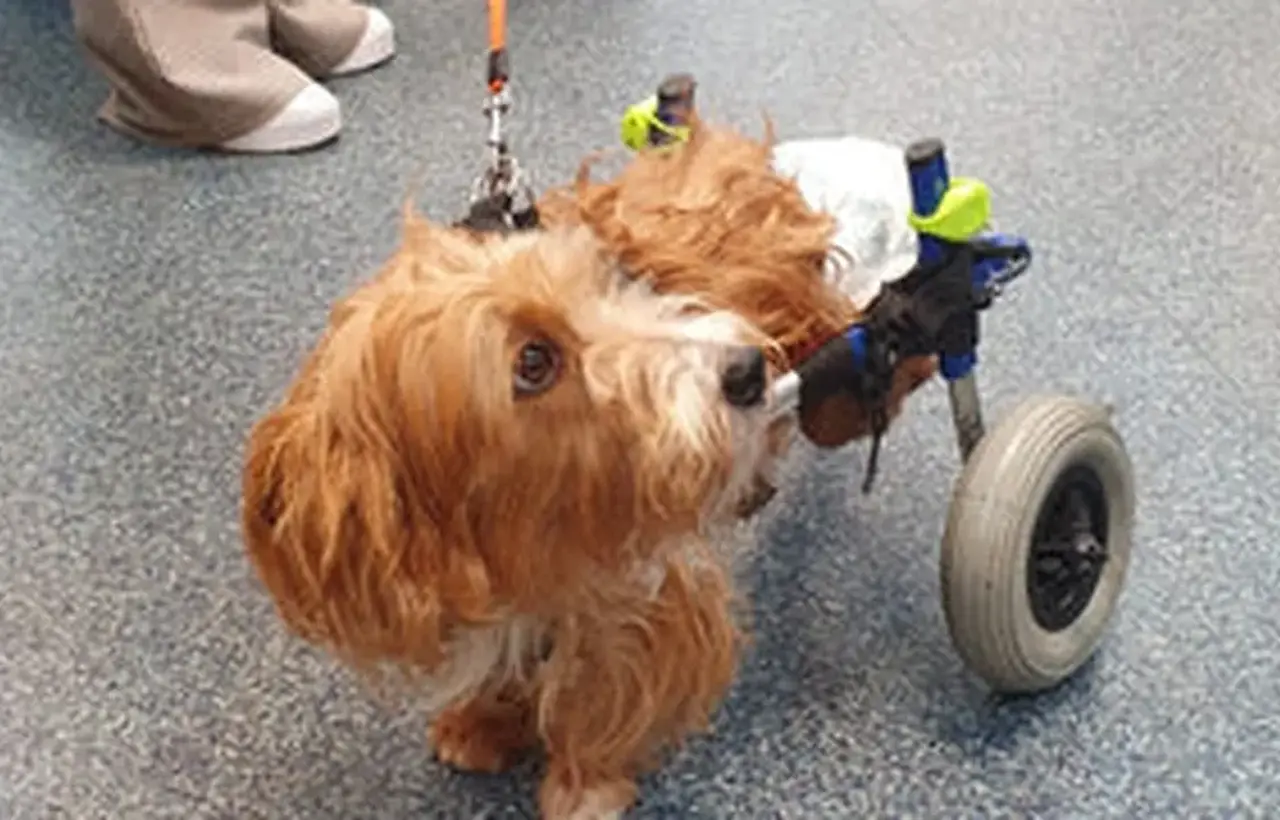 A small, fluffy dog with brown fur uses a wheelchair for its hind legs, standing on a speckled floor with a person nearby.