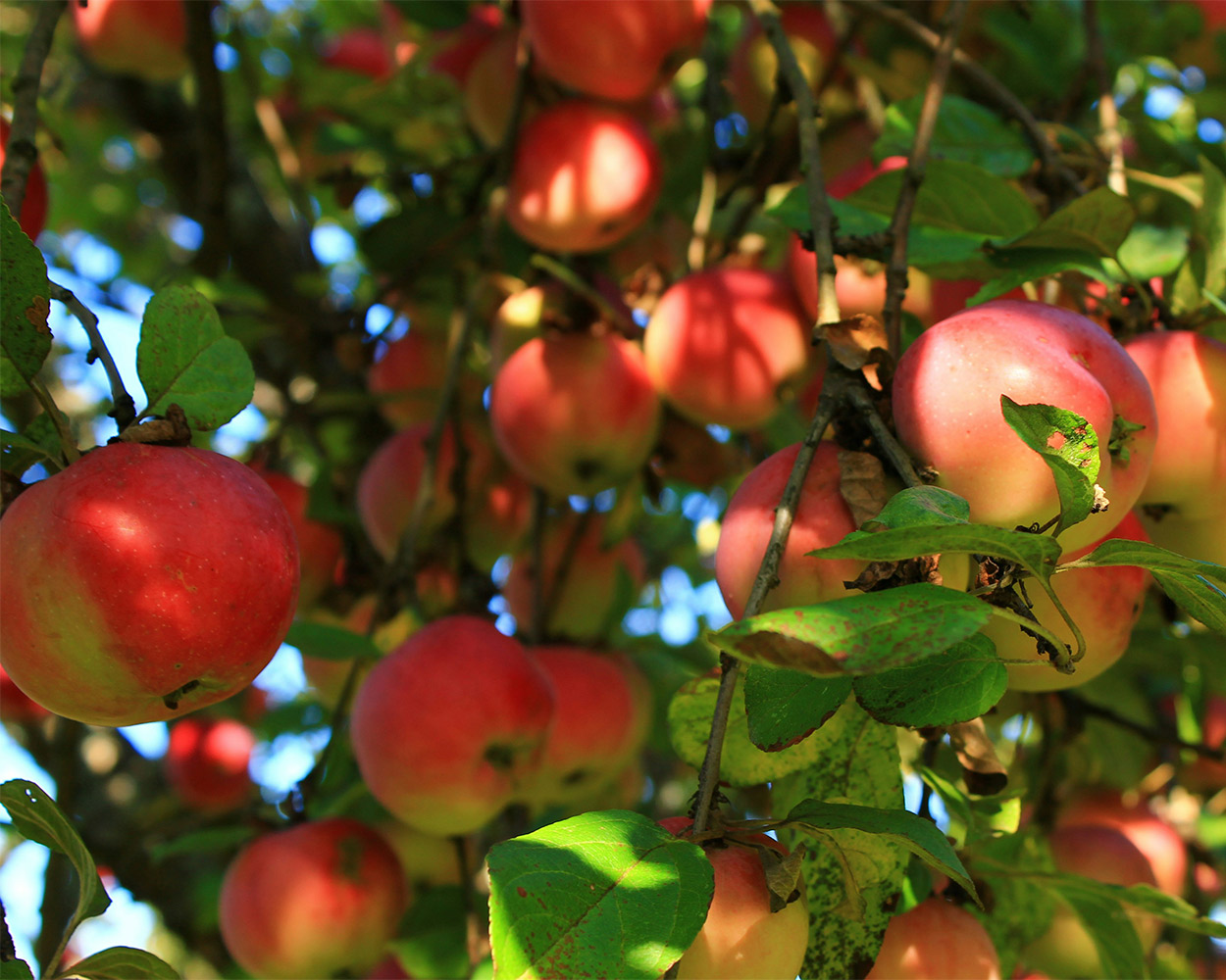 Närbild på äppelträd med röda äpplen Närbild på äppelträd med röda äpplen