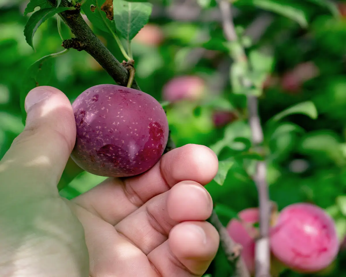 Någon plockar ett plommon direkt från ett plommonträd
