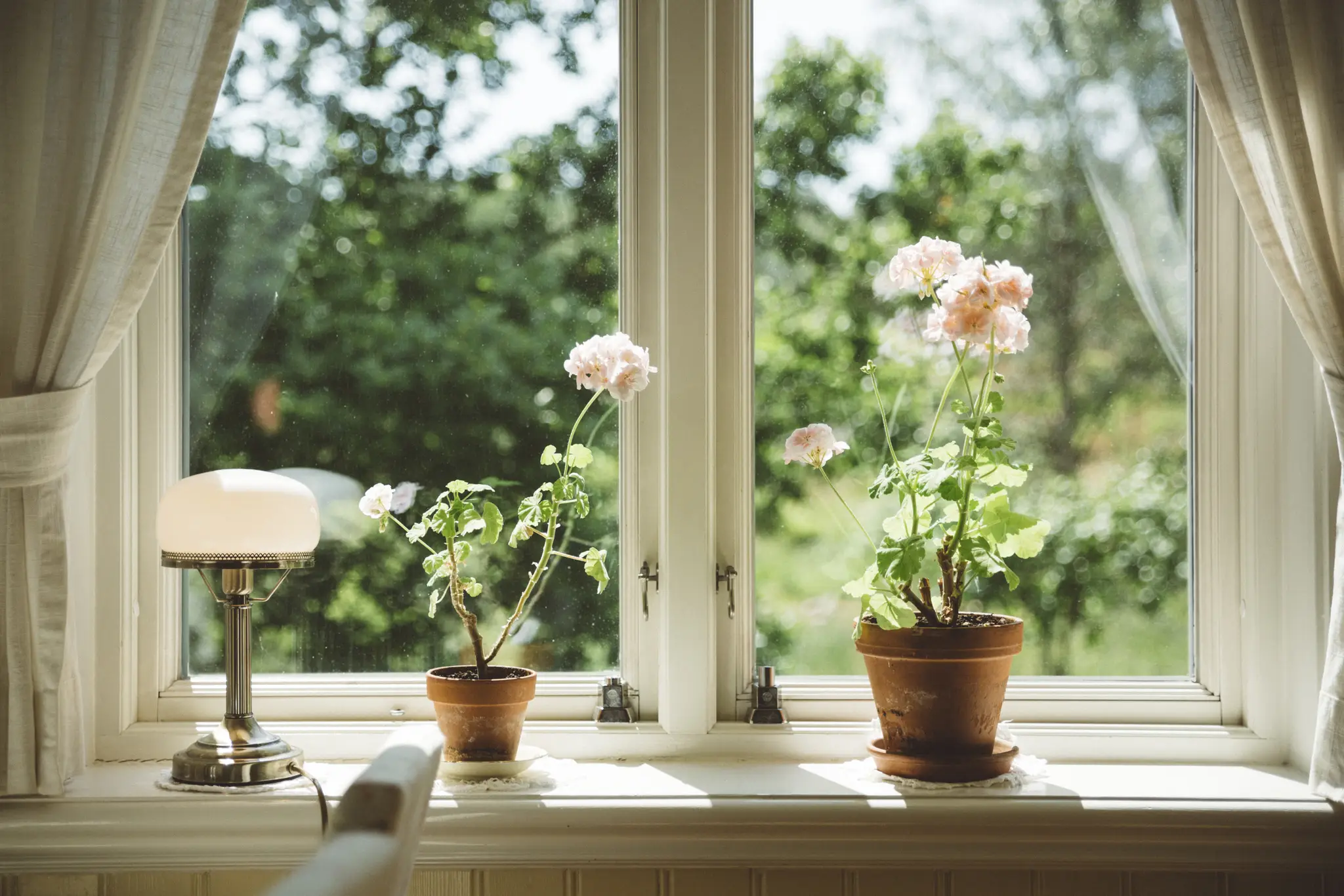 Pelargoner i ett fönster