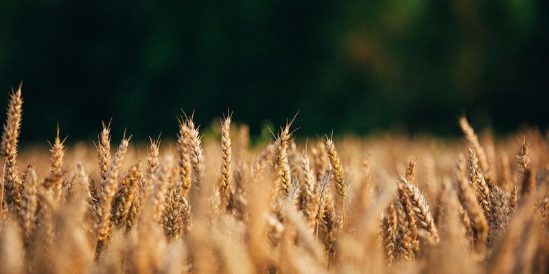 Lebensgrundlage Nahrung