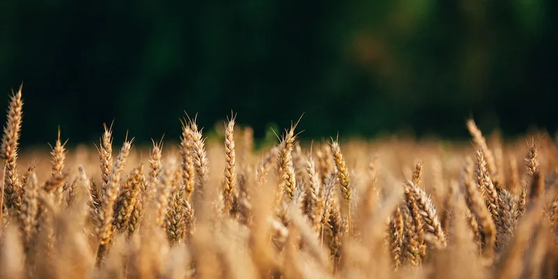 Lebensgrundlage Nahrung