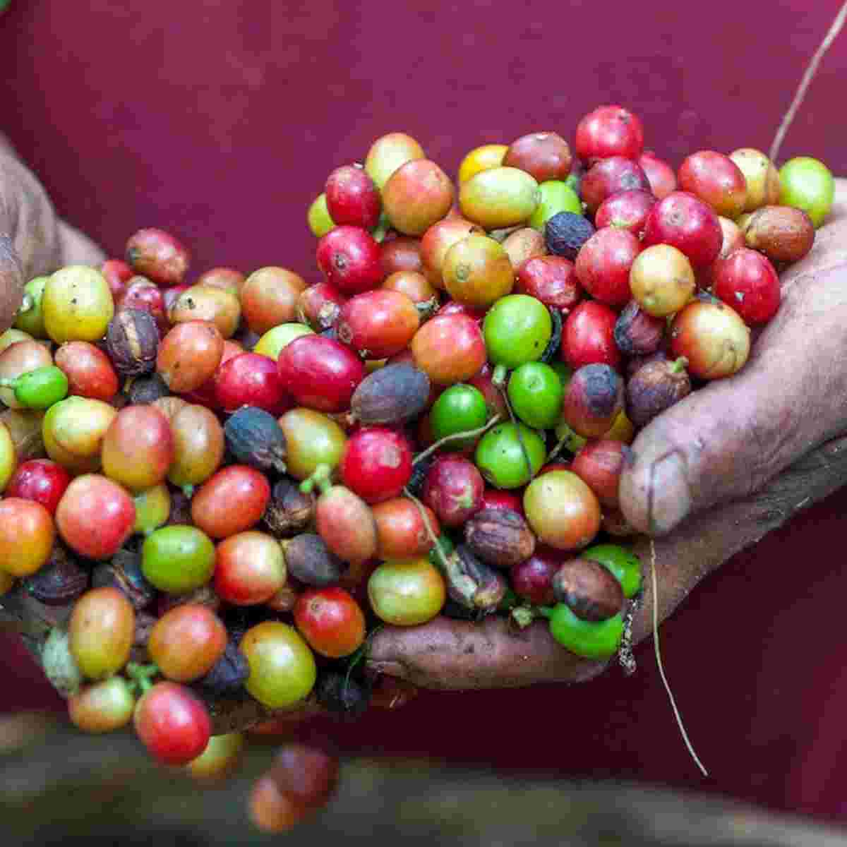 Menschenrechte & Lebensmittel: Fairtrade & EZA