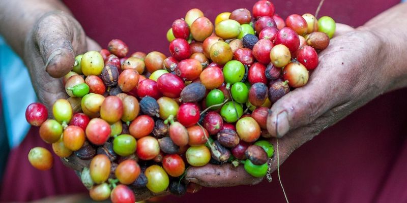 Menschenrechte & Lebensmittel: Fairtrade & EZA