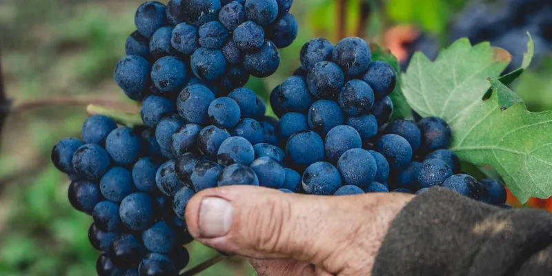 Saisonalität nützen