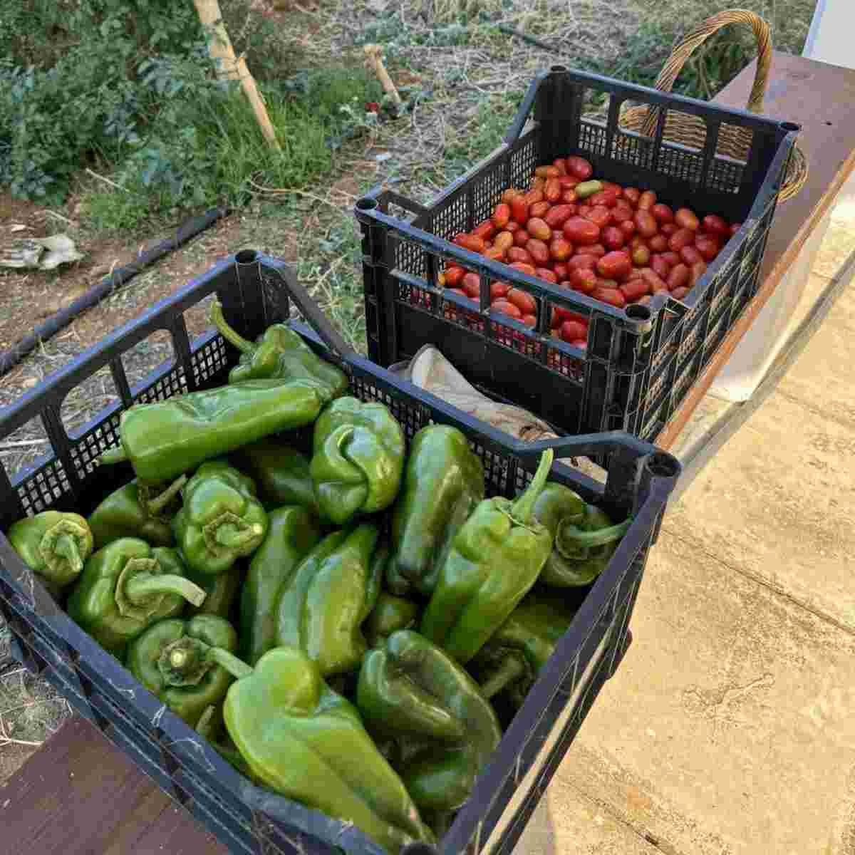Harvest time on Crete