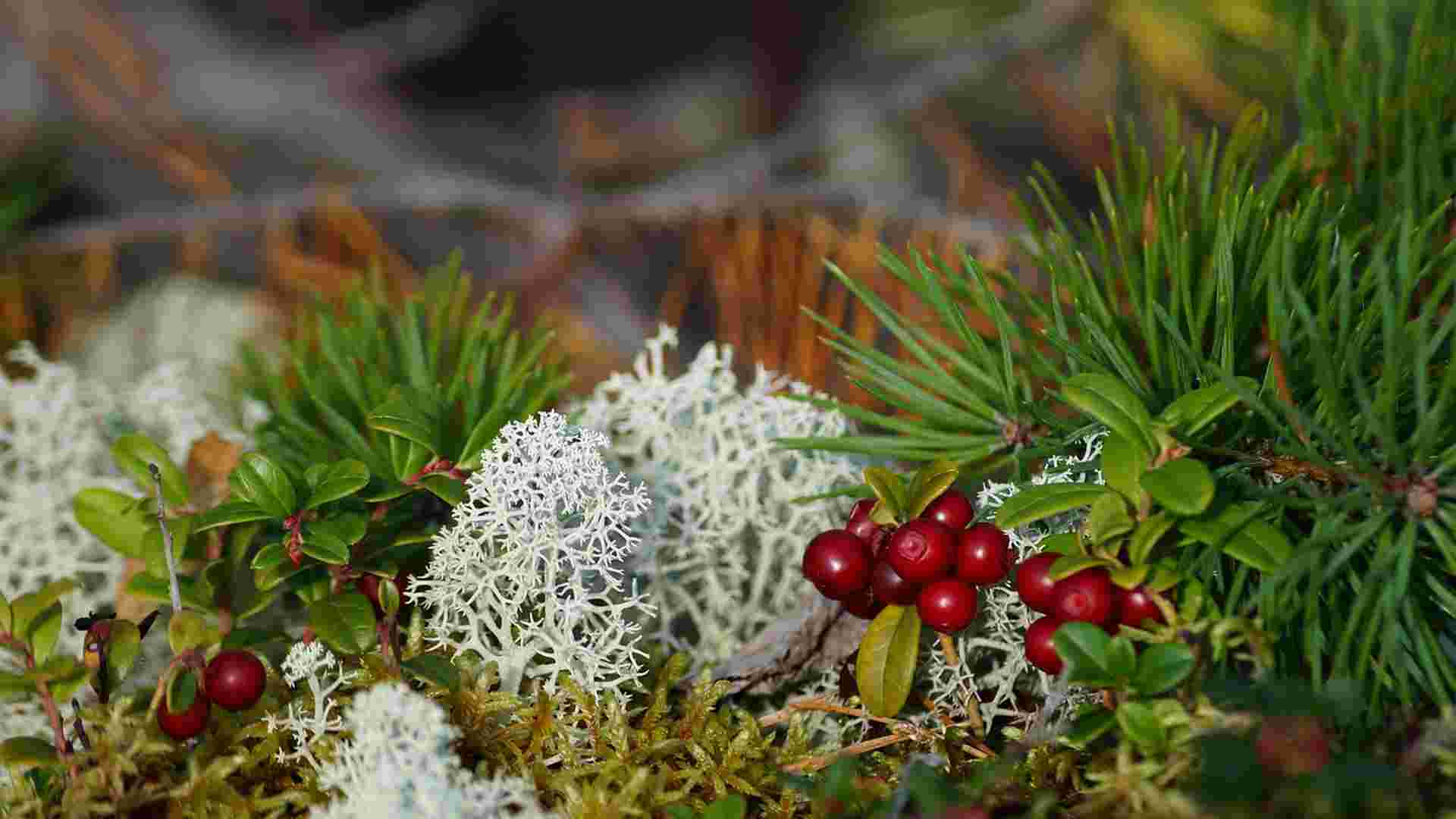 Schutz der biologischen Vielfalt in Finnland