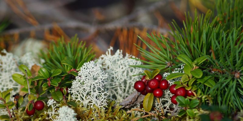 Schutz der biologischen Vielfalt in Finnland