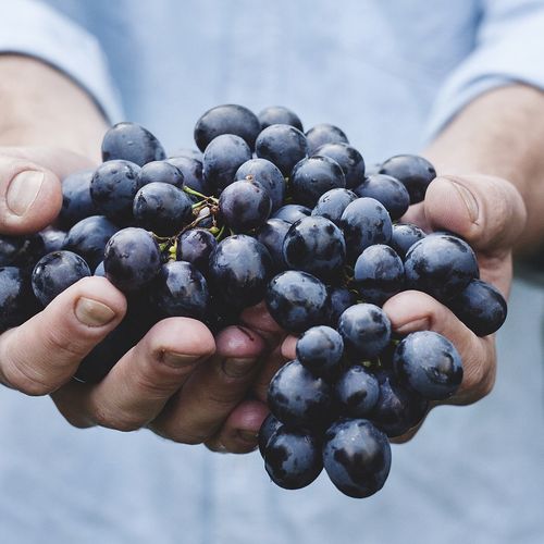 Sustainable Food