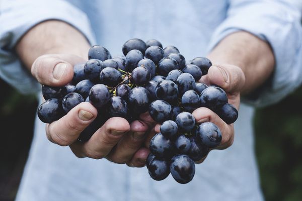 Sustainable Food