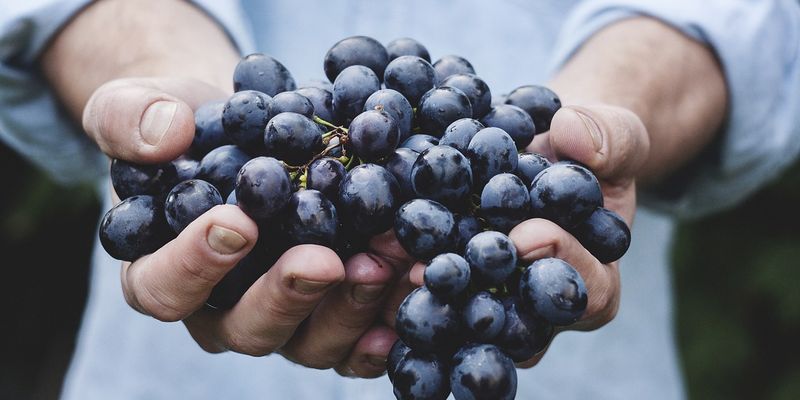 Sustainable Food