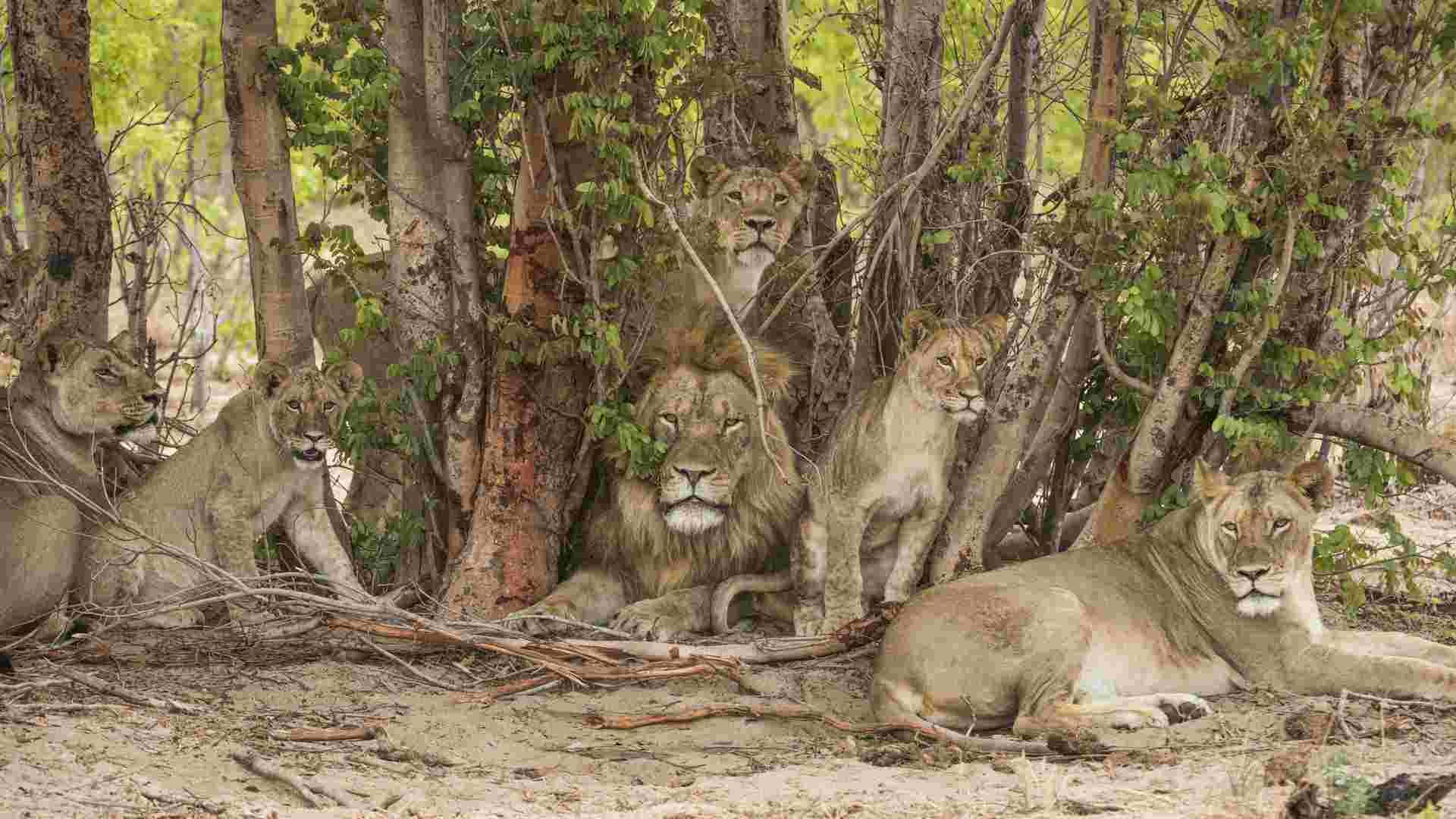 Schutz von Großkatzen, Biodiversität und Gemeinden im Hwange Nationalpark
