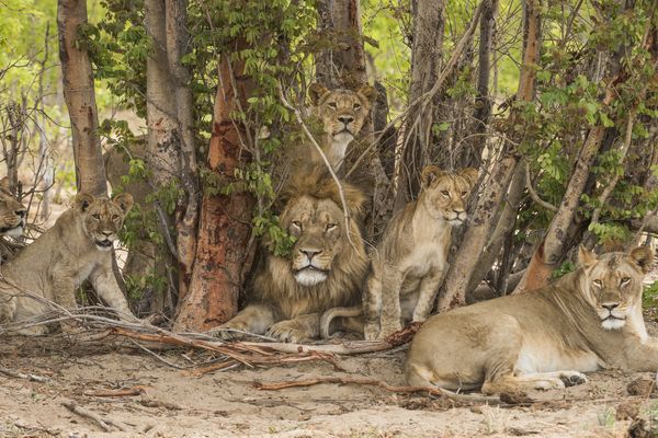 Schutz von Großkatzen, Biodiversität und Gemeinden im Hwange Nationalpark