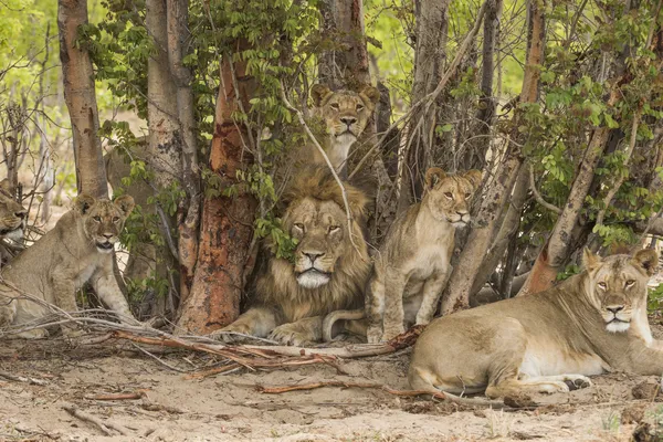 Schutz von Großkatzen, Biodiversität und Gemeinden im Hwange Nationalpark