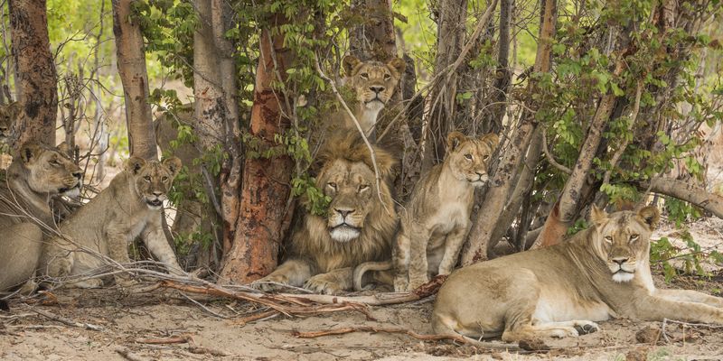 Schutz von Großkatzen, Biodiversität und Gemeinden im Hwange Nationalpark