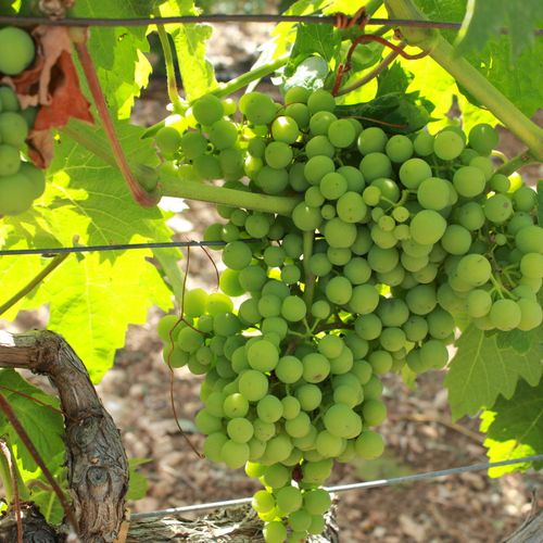 TUI Field To Fork Greece - regenerative agriculture in tourism destinations