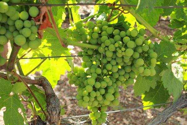 TUI Field To Fork Greece - regenerative agriculture in tourism destinations
