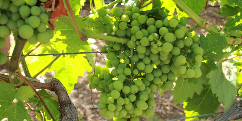 TUI Field To Fork Greece - regenerative agriculture in tourism destinations