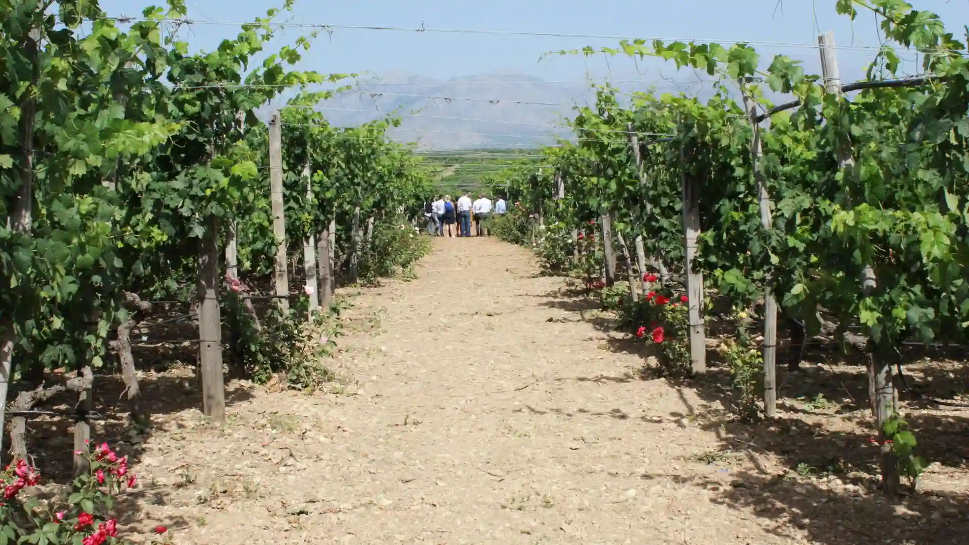 Kreta - Auf dem Weg zur Vorbilddestination für nachhaltige Ernährung