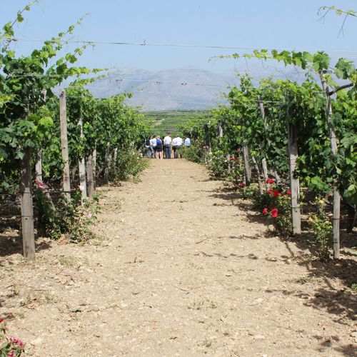 Crete - On the way to becoming a model destination for sustainable nutrition