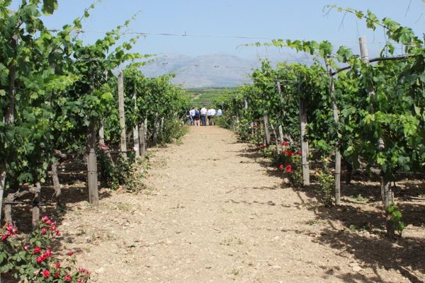 Crete - On the way to becoming a model destination for sustainable nutrition