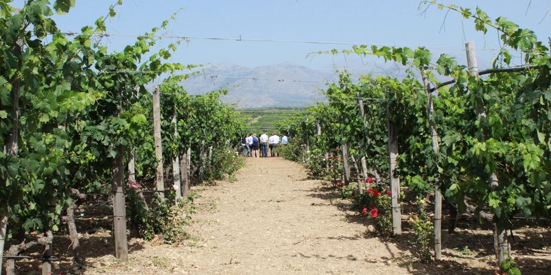 Kreta - Auf dem Weg zur Vorbilddestination für nachhaltige Ernährung