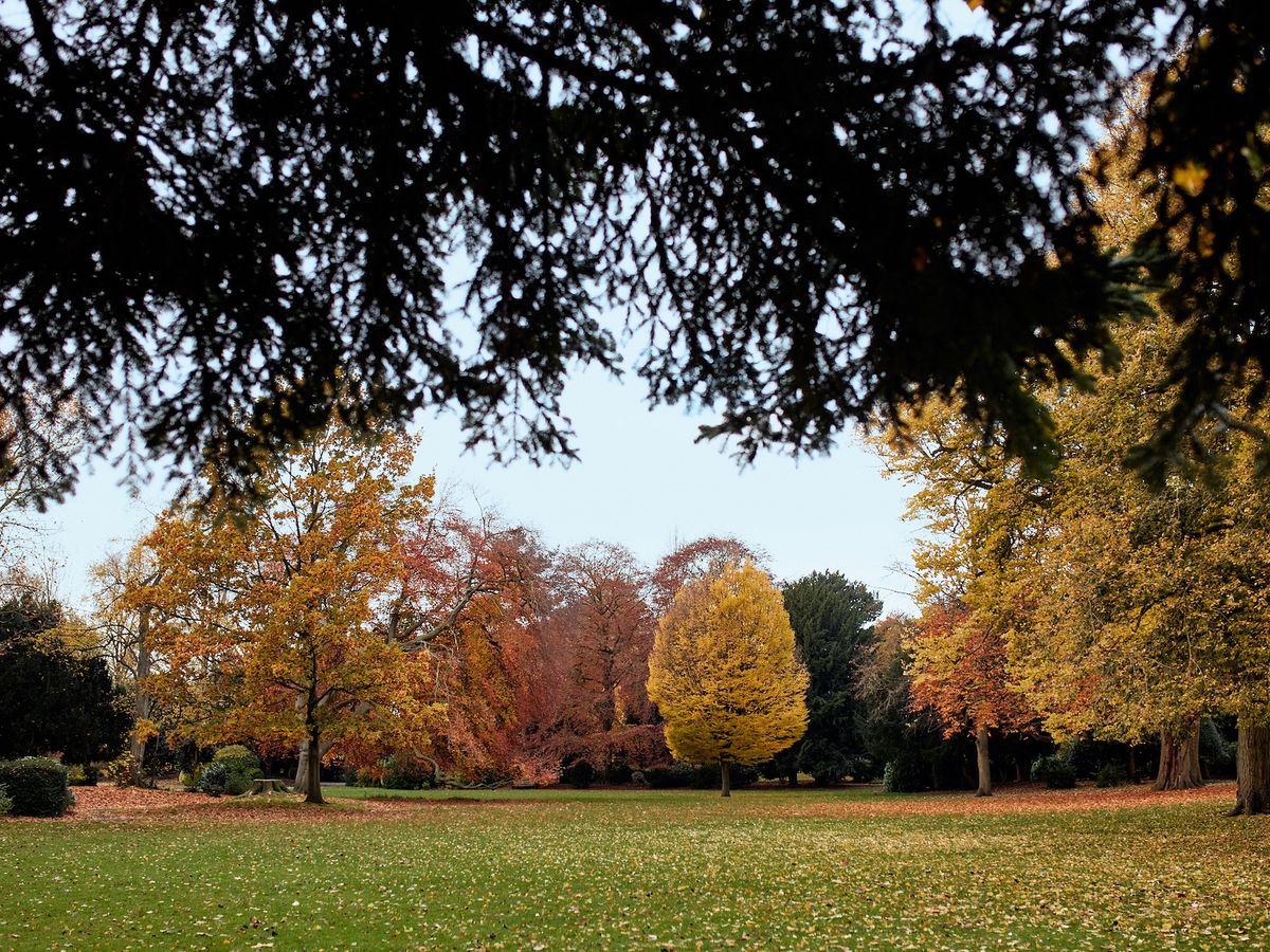 trees in autumn in a park with large lawn