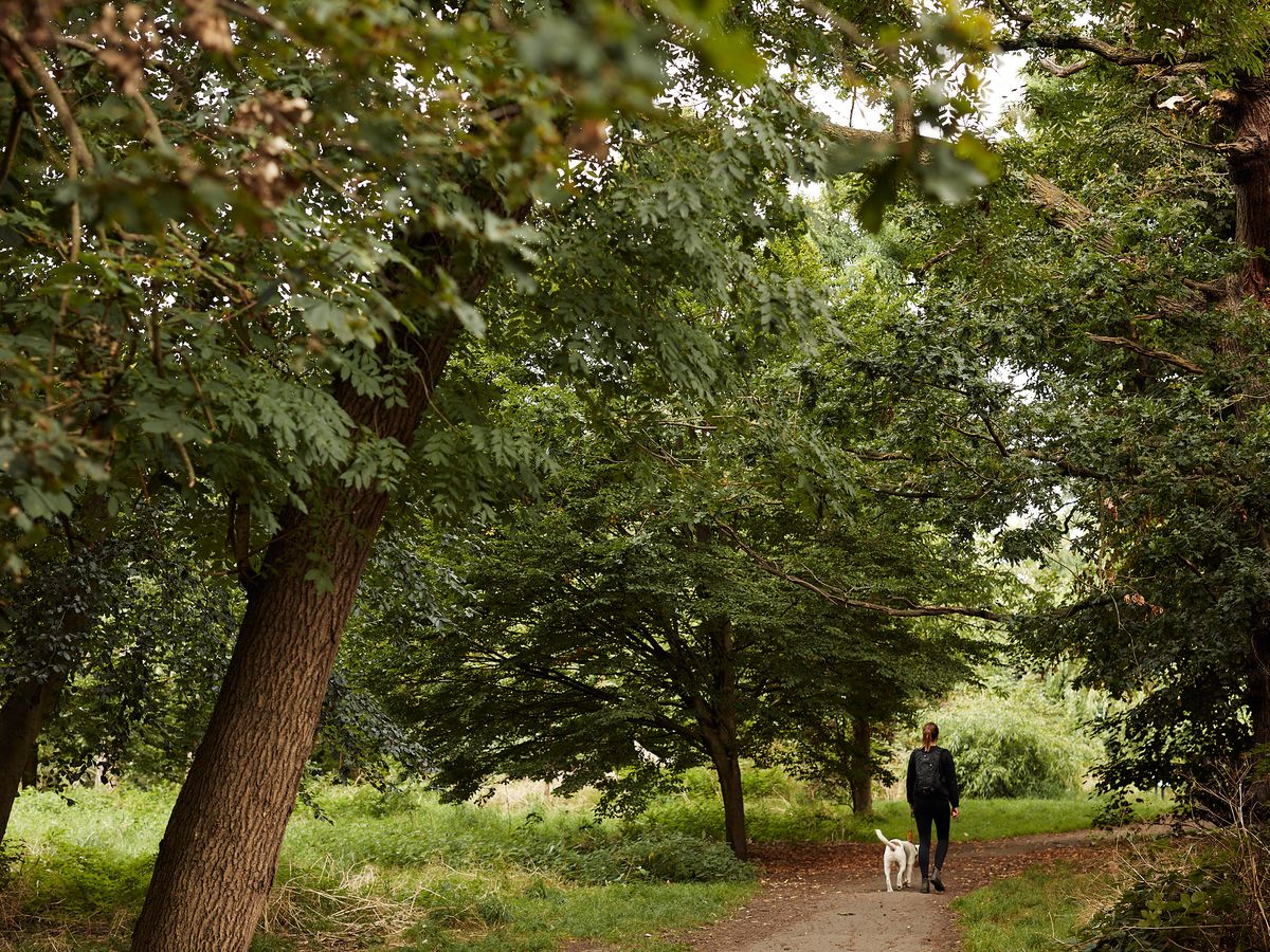 a woman walking a white dog in a forest