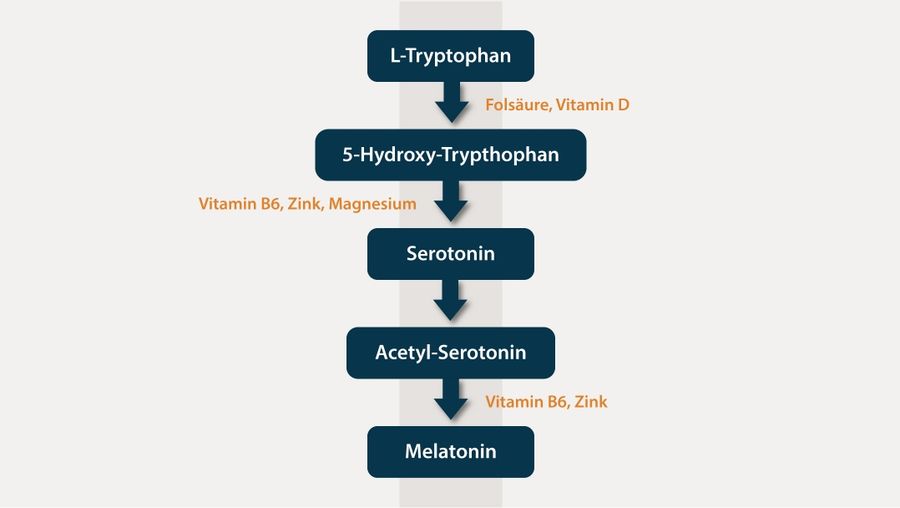 Melatonin-Bildung