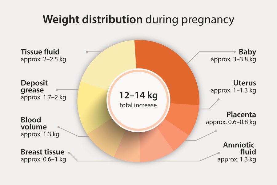 weight distribution during pregnancy