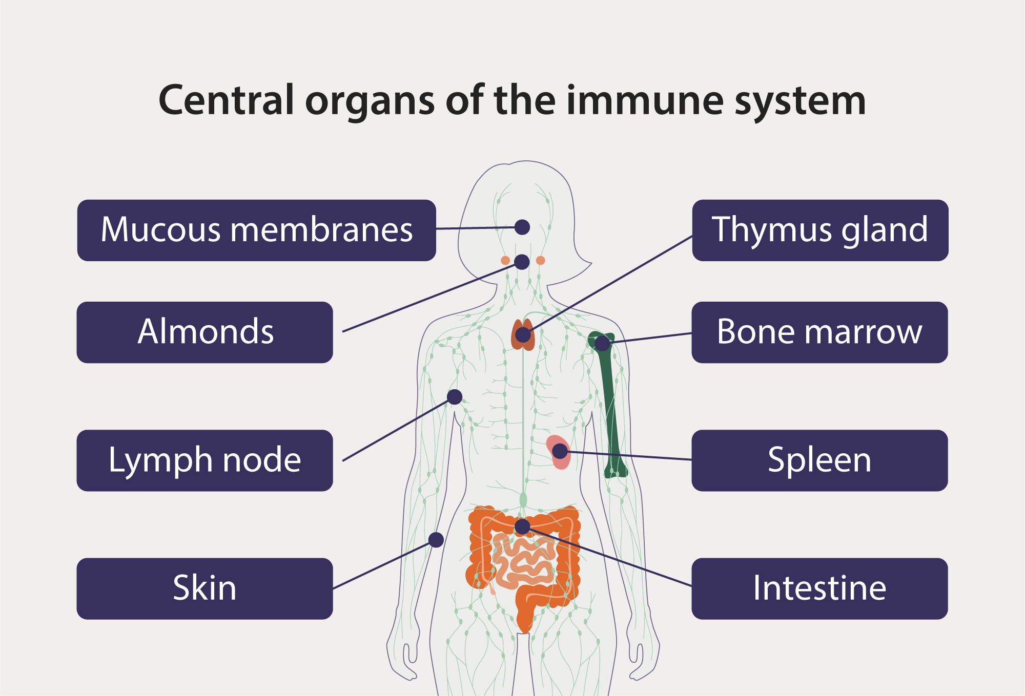 Immune System Parts And Functions