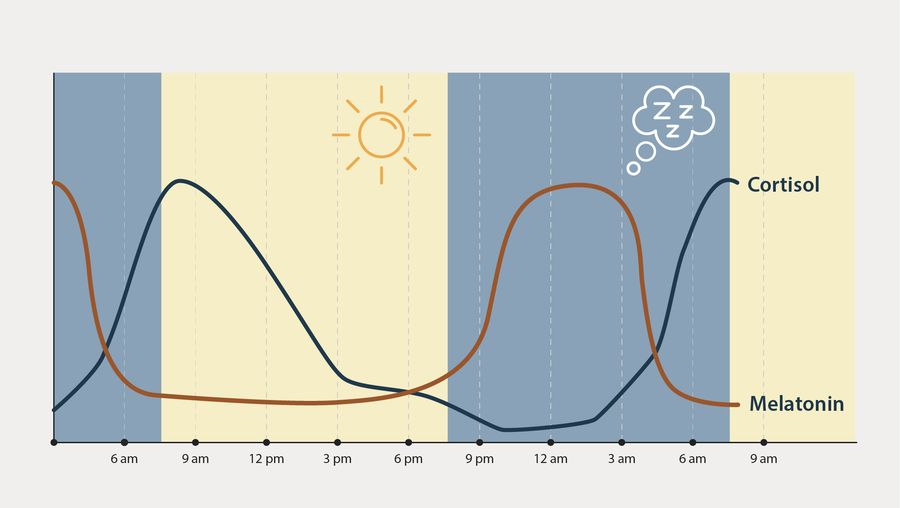 cortisol during day
