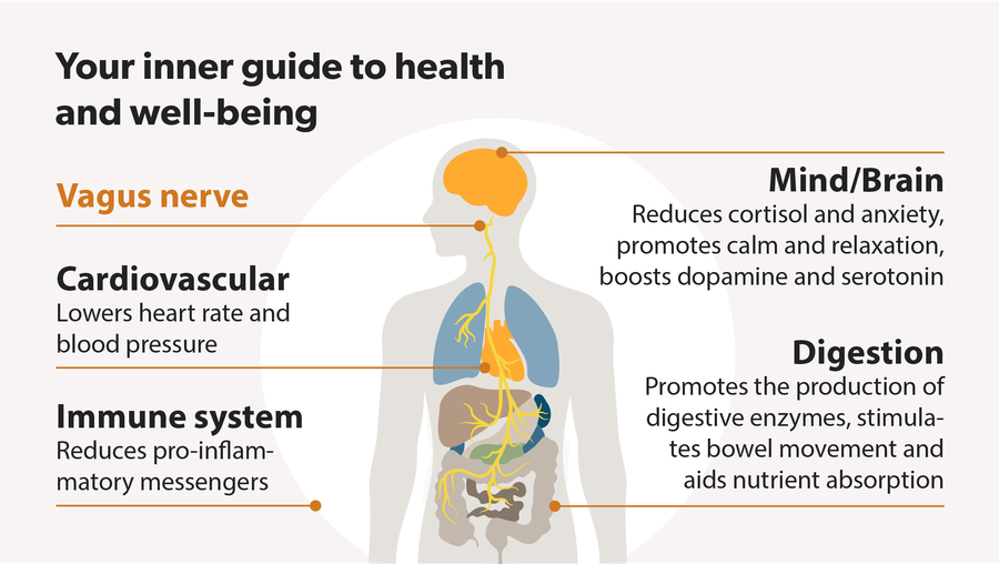 Vagus nerve