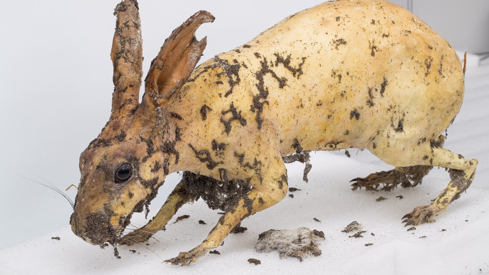 This rabbit was on display in the Living Canterbury exhibition in the old Museum. His fur was eaten  by case moths in just a few weeks.