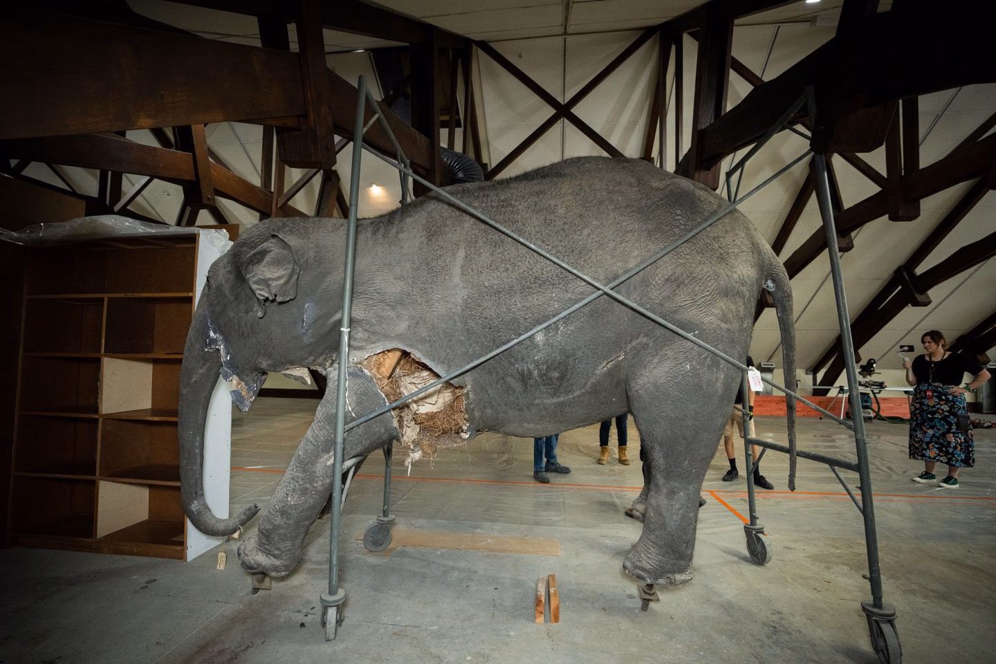 The taxidermied Indian elephant was trapped in the Museum attic after earthquake strenghthening in the 1990s.