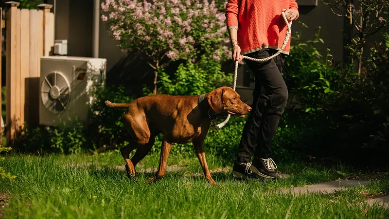 Someone walks a dog with a heat pump outdoor condenser unit in the background