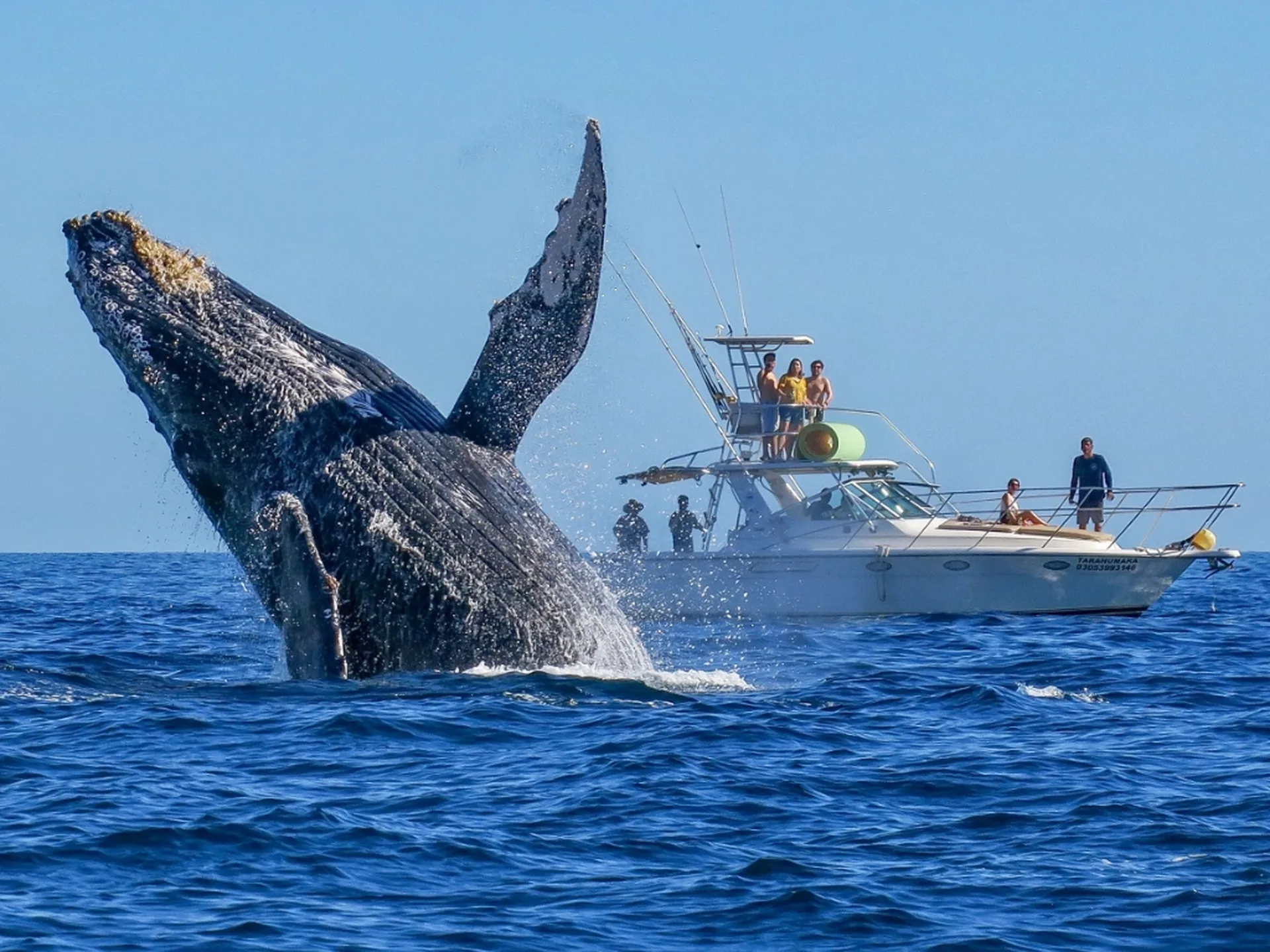 whale watching