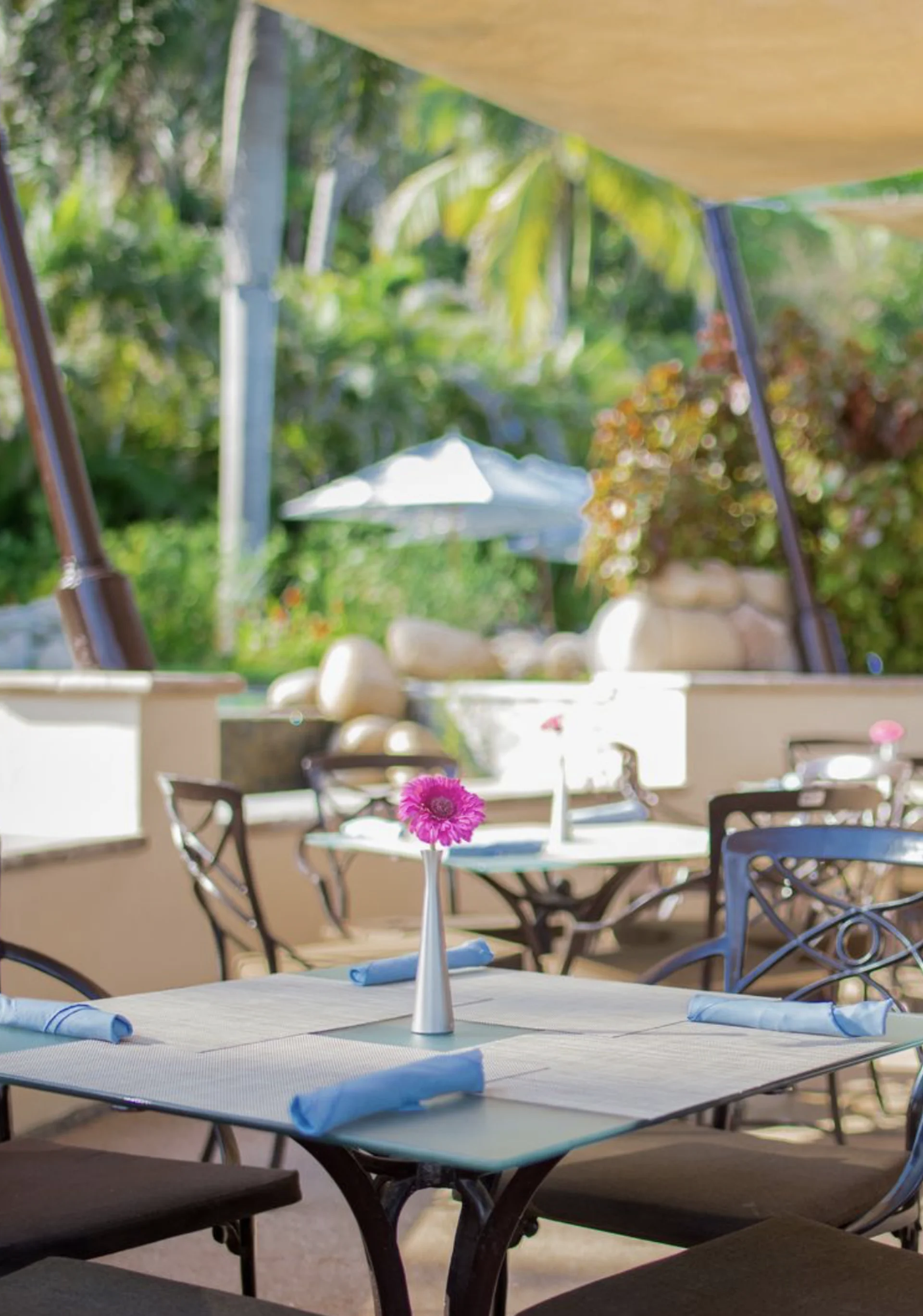 Outdoor cafe with metal chairs and tables, each adorned with a pink flower in a vase. Lush greenery and palm trees in the background.