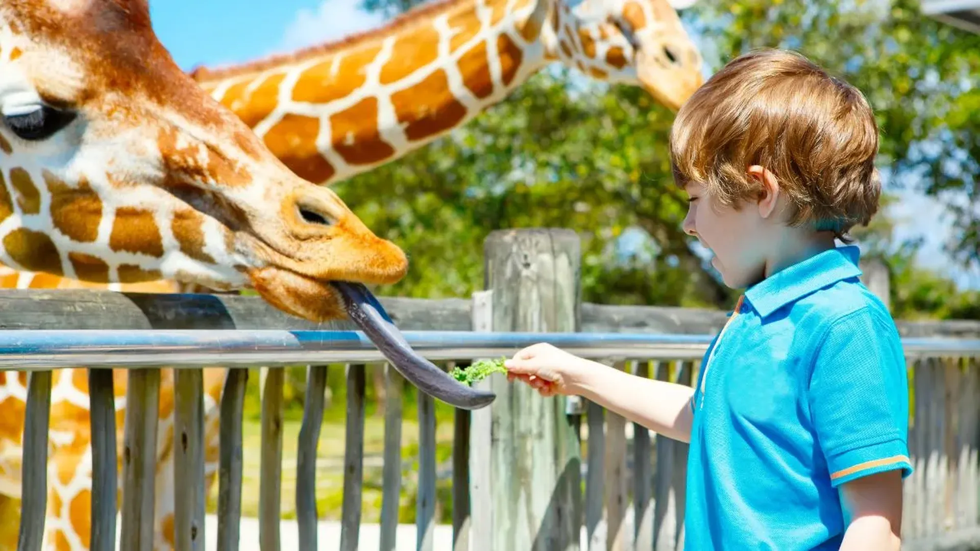 kid feeding a jirafe