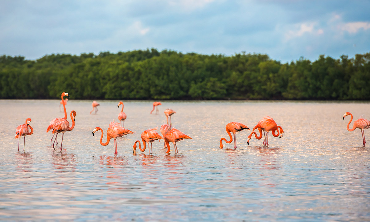 lake-in-mexico-with-pink-flamingos